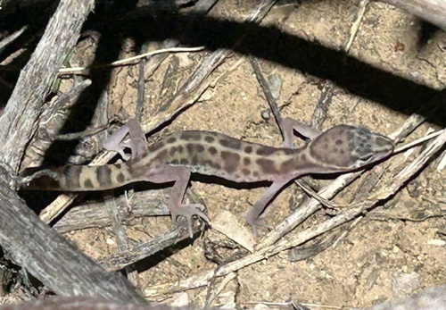 Coleonyx variegatus observed 2026-10-23