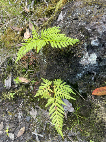 Pteris tremula observed 2026-10-24