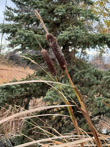 broadleaf cattail photograph by the iNaturalist community