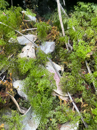 Hymenophyllum multifidum observed 2026-10-24