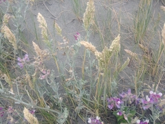 Poa macrantha