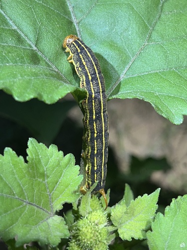 White-lined Sphinx photograph by the iNaturalist community