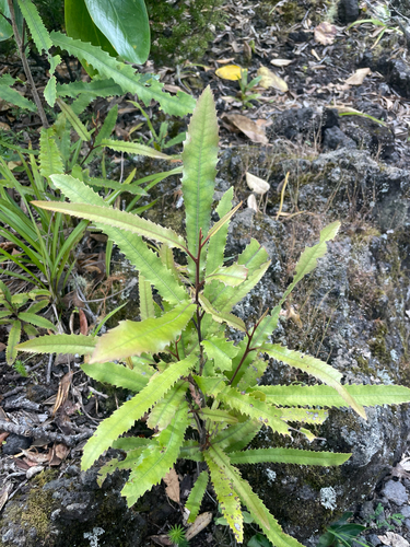 Knightia excelsa observed 2026-10-24