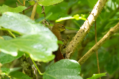 Syndactyla rufosuperciliata