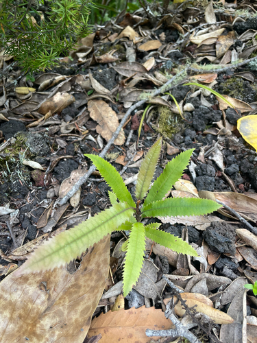 Knightia excelsa observed 2026-10-24