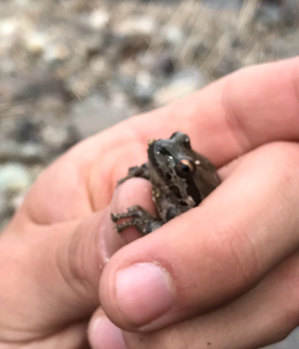 Pacific chorus frog photograph by the iNaturalist community