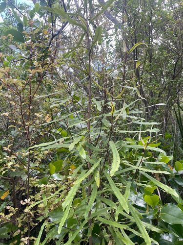 Knightia excelsa observed 2026-10-24