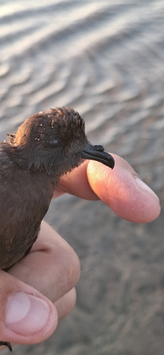 Oceanodroma observed 2026-10-23