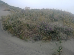 Poa macrantha