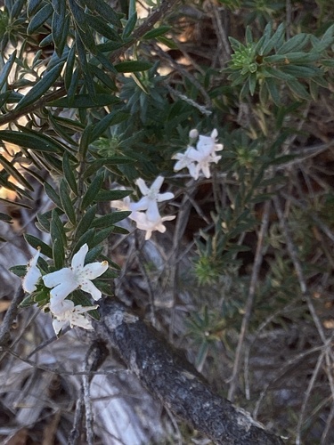 Westringia fruticosa observed 2026-10-24