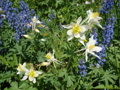 Aquilegia coerulea