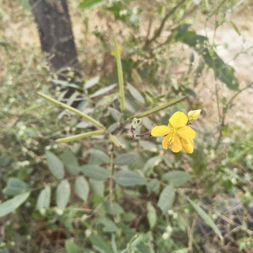 Senna occidentalis observed 2026-10-24
