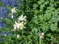 Aquilegia coerulea
