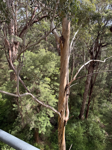 Eucalyptus diversicolor observed 2026-10-24