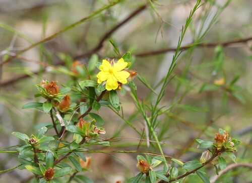 Hibbertia bracteata observed 2026-10-10