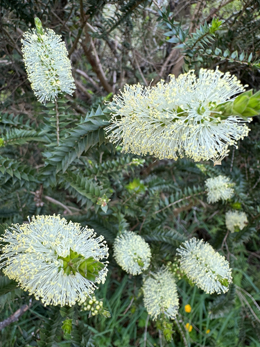 Melaleuca squarrosa observed 2026-10-24