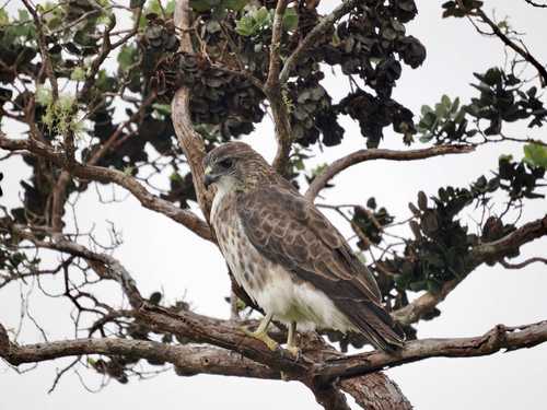 Buteo solitarius observed 2026-10-23