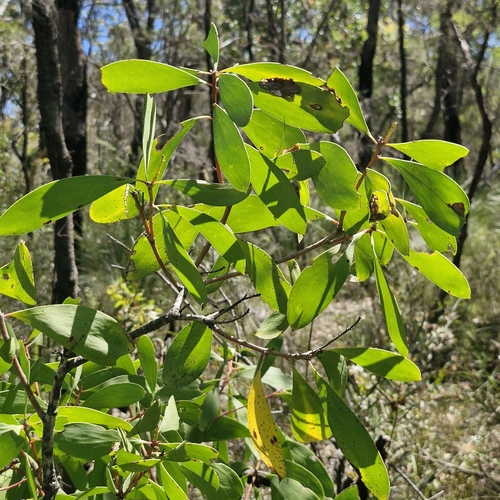 Persoonia levis observed 2026-10-24