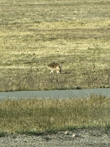 Coyote photograph by the iNaturalist community