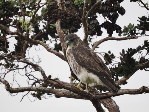 Buteo solitarius observed 2026-10-23
