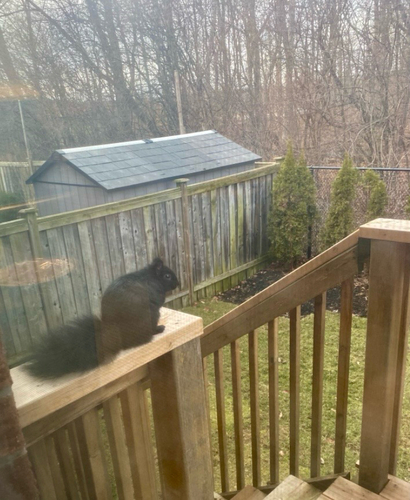 Eastern Gray Squirrel photograph by the iNaturalist community