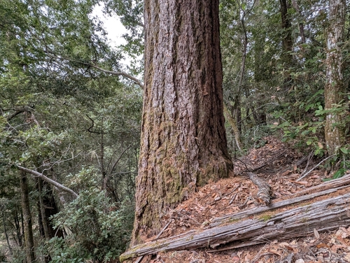Douglas-fir photograph by the iNaturalist community
