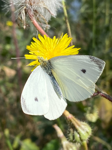 Small White photograph by the iNaturalist community