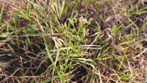 horseweed photograph by the iNaturalist community