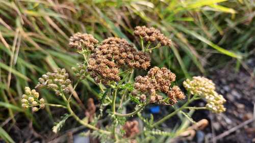 common yarrow photograph by the iNaturalist community