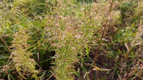 horseweed photograph by the iNaturalist community