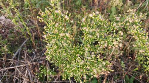 horseweed photograph by the iNaturalist community