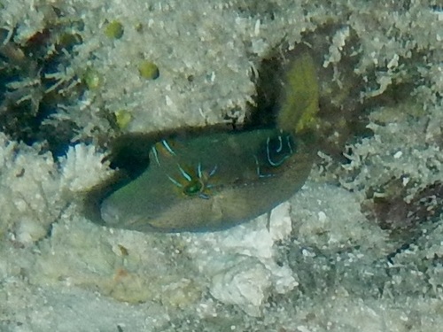 Canthigaster bennetti observed 2026-10-21