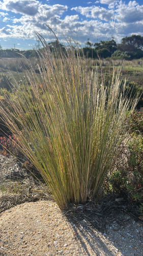 Austrostipa stipoides observed 2026-10-19