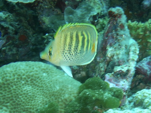 Chaetodon punctatofasciatus observed 2026-10-21