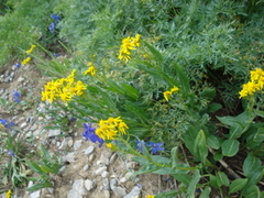 Senecio triangularis