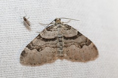 Xanthorhoe abrasaria