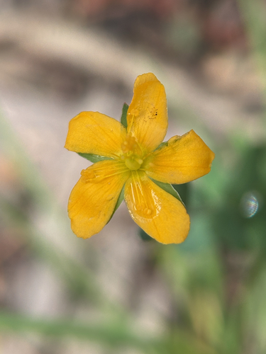 Hypericum gramineum observed 2026-10-24