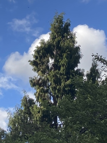 Dacrydium cupressinum observed 2026-10-24