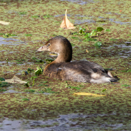 Pied-billed Grebe photograph by the iNaturalist community