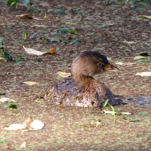 Pied-billed Grebe photograph by the iNaturalist community