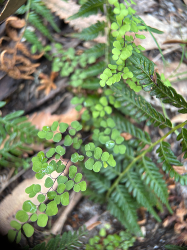 Adiantum aethiopicum observed 2026-10-24