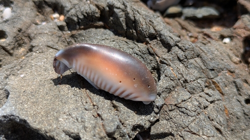Cypraea caputserpentis observed 2026-10-24