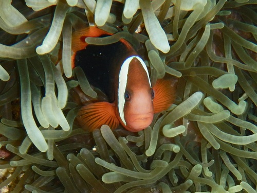 Amphiprion melanopus observed 2026-10-21