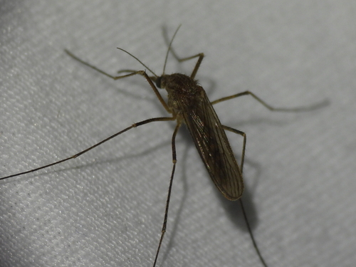 Winter Marsh Mosquito