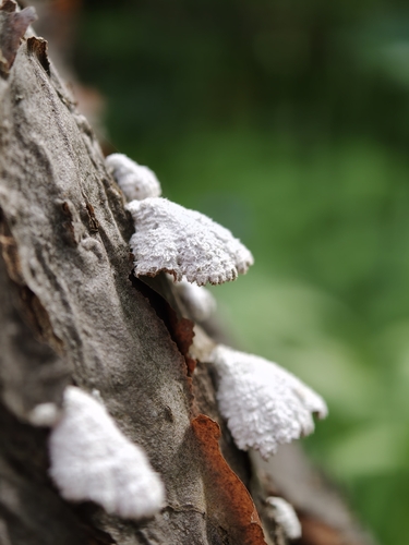splitgill mushroom photograph by the iNaturalist community