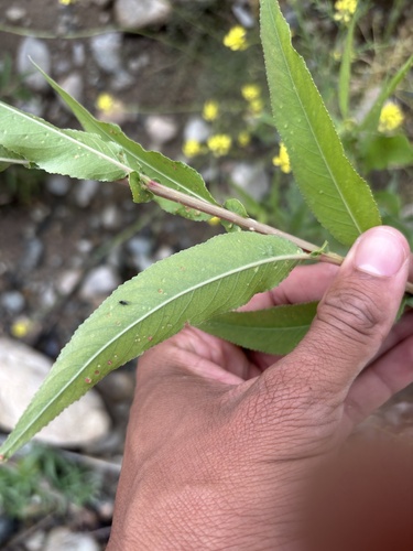 Goodding's willow