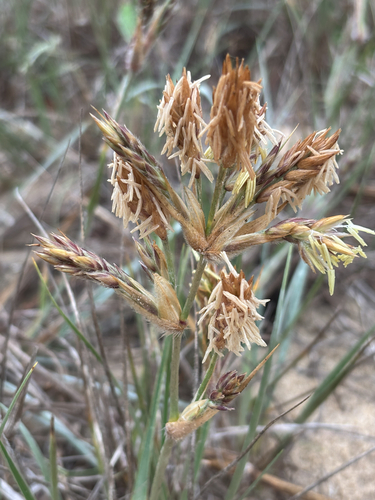 Spinifex sericeus observed 2026-10-24