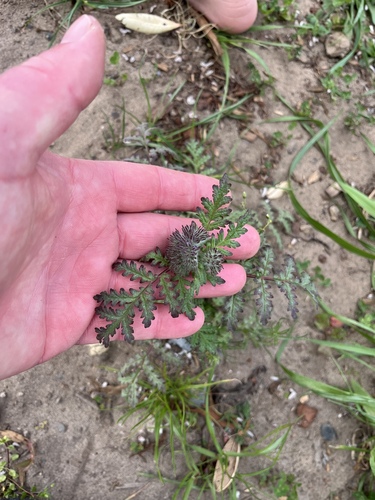 Phacelia tanacetifolia, 2026-10-24