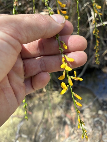 Viminaria juncea, 2026-10-24