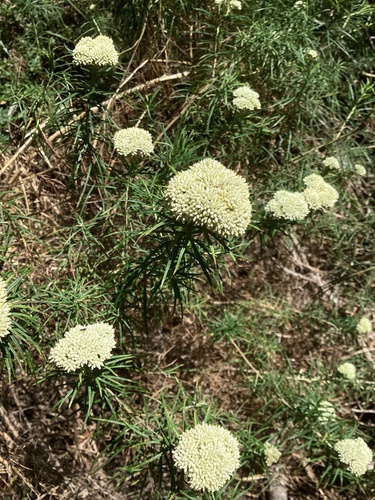 Cassinia, 2026-10-24